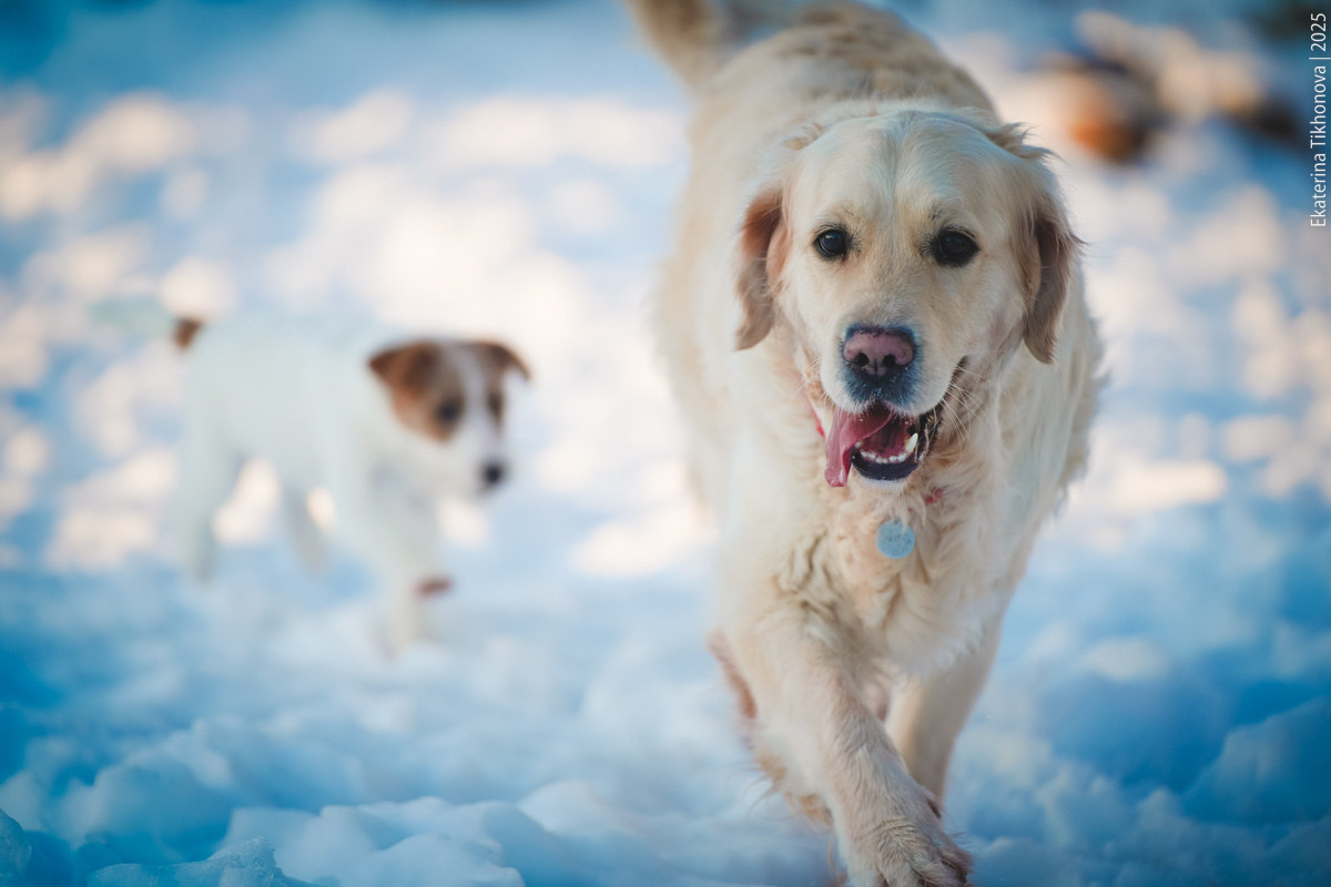 Даже у маленьких пород такое встречается. Многие думают, что если собака ёрзает попой по полу, то это глисты, но на самом деле, чаще всего это воспаленные железы