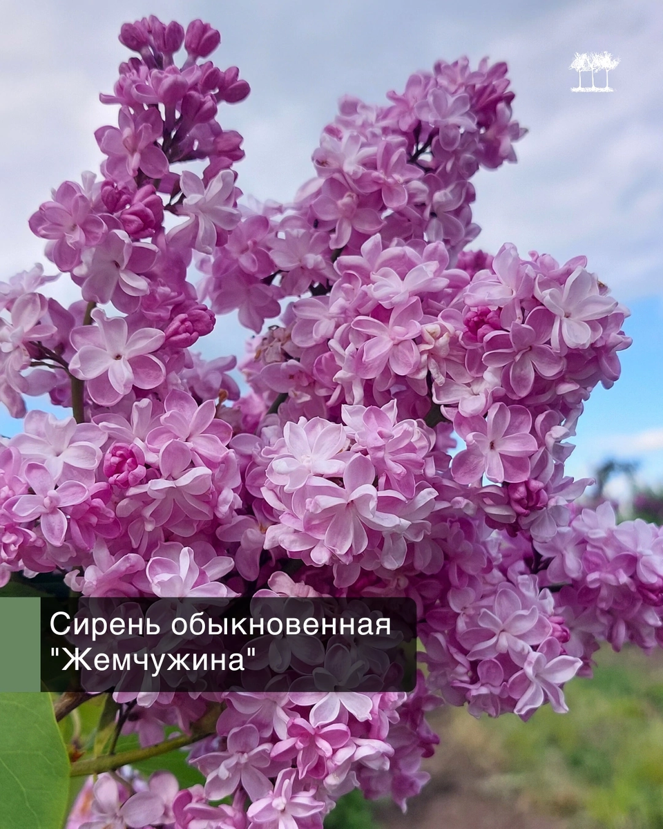 Сирень обыкновенная "Жемчужина"