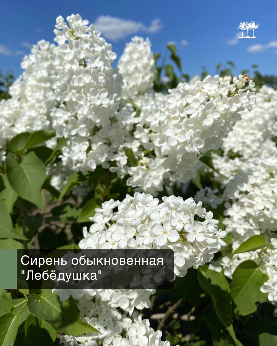 Сирень обыкновенная "Лебедушка"