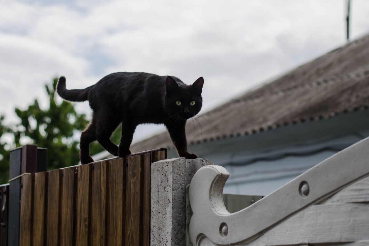Кот на заборе 