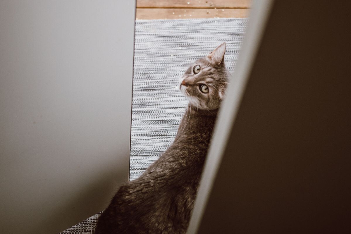 Кот у двери 