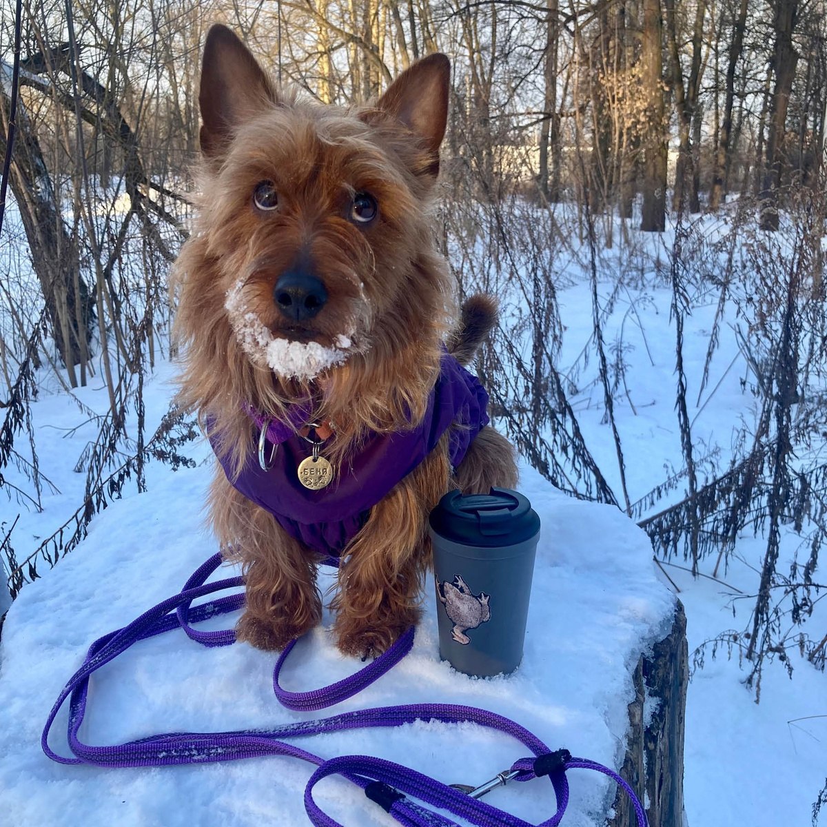 Знакомьтесь, австралийский терьер Девять Небес Батен Критос. Ему 3 года 4  месяца. Живёт у моей подруги. Ваш потенциальный попутчик в поезде. 😄👌