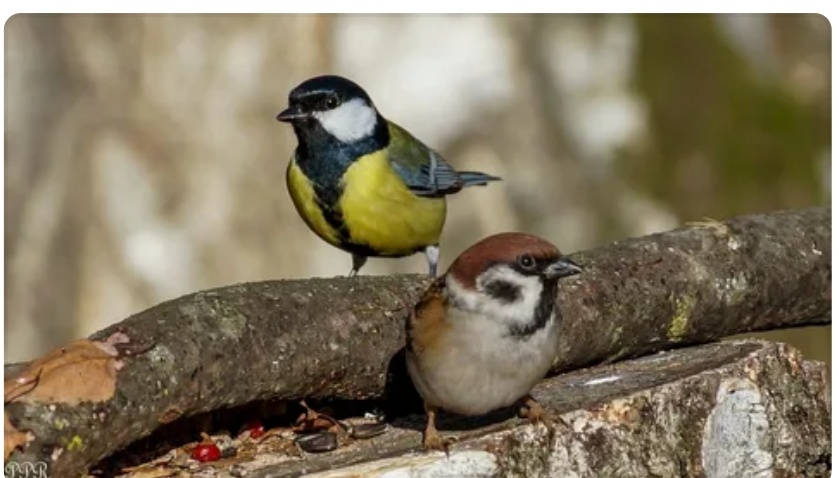 Вот кто рад весне- птицы!  Наконец то уходит зима!
