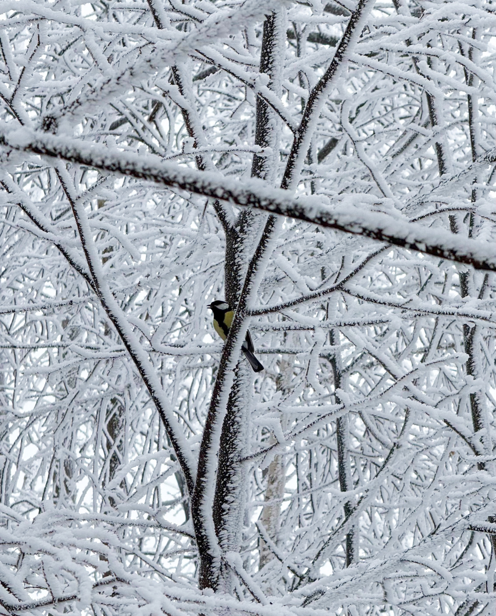 У нас в Поволжье в феврале, наконец, подморозозило. Весь январь была плюсовая температура и почти весь снег растаял
