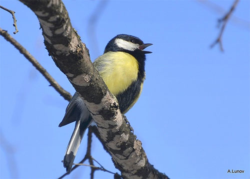 (фото: Anatoly Lunov; https://s2.fotokto.ru/photo/full/132/1324093.jpg)