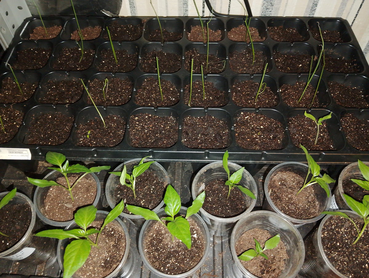 Острый перец.