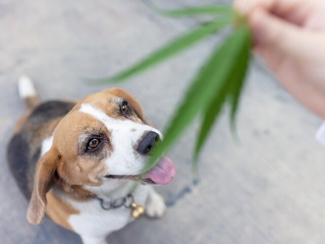    Фото: 123RF/tongpatong321