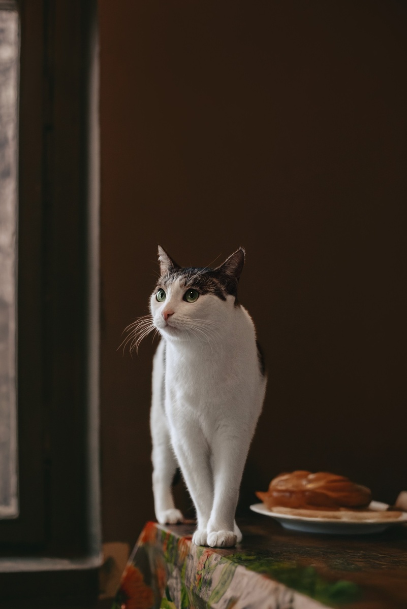  Еда есть? А если найду?