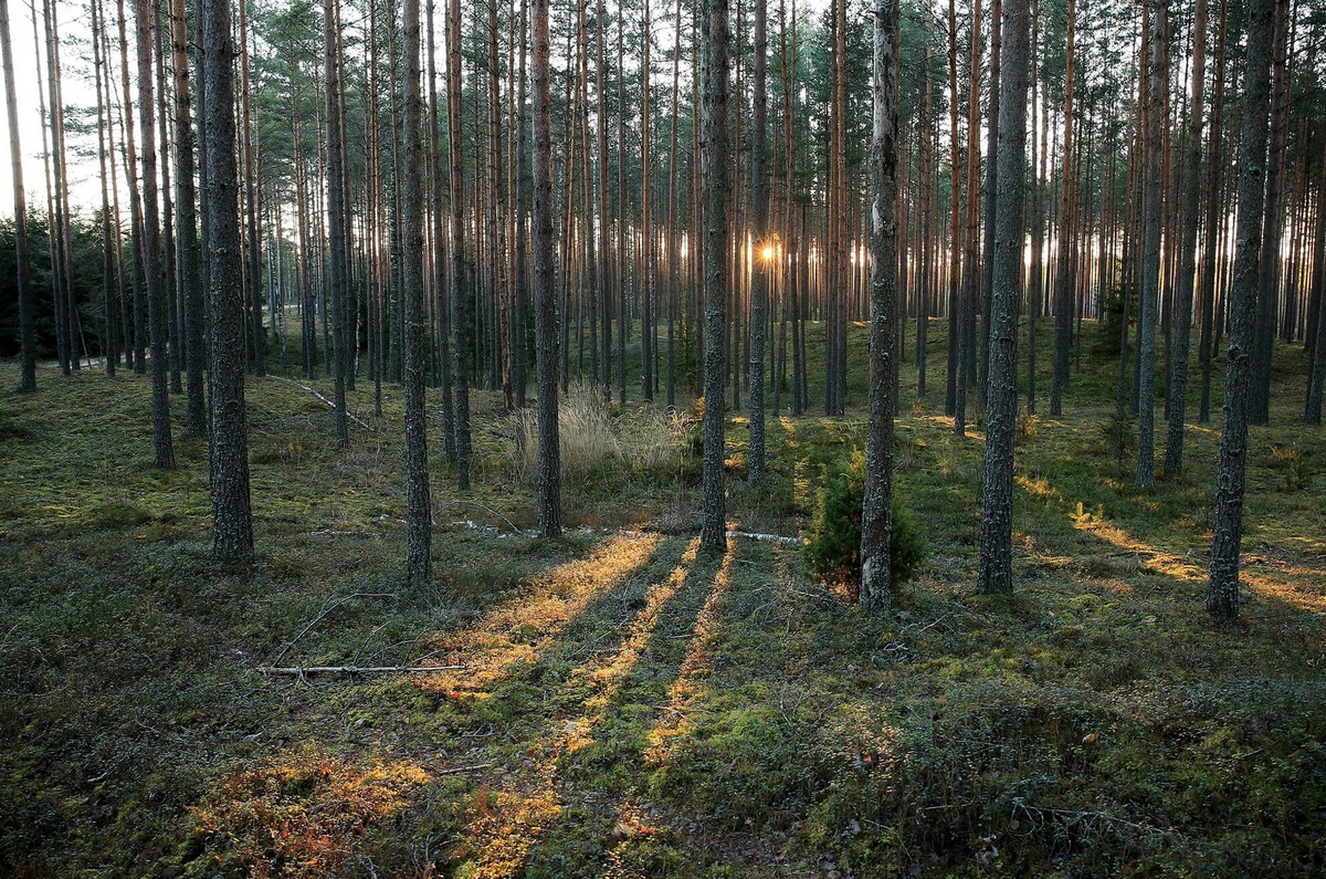Белорусский лес