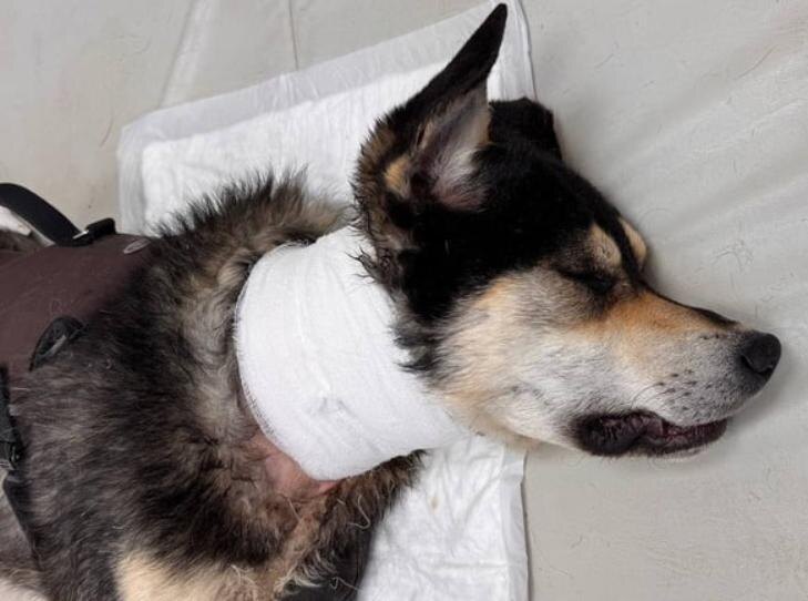    Фото - База реабилитации животных Кольцово