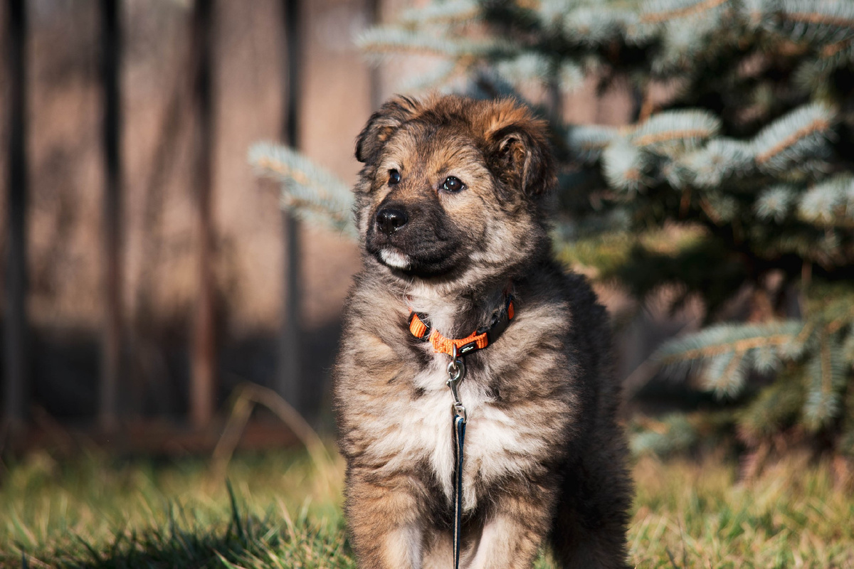 Щенок (девочка) ищет дом. 7 905 531-90-90 Юлия.