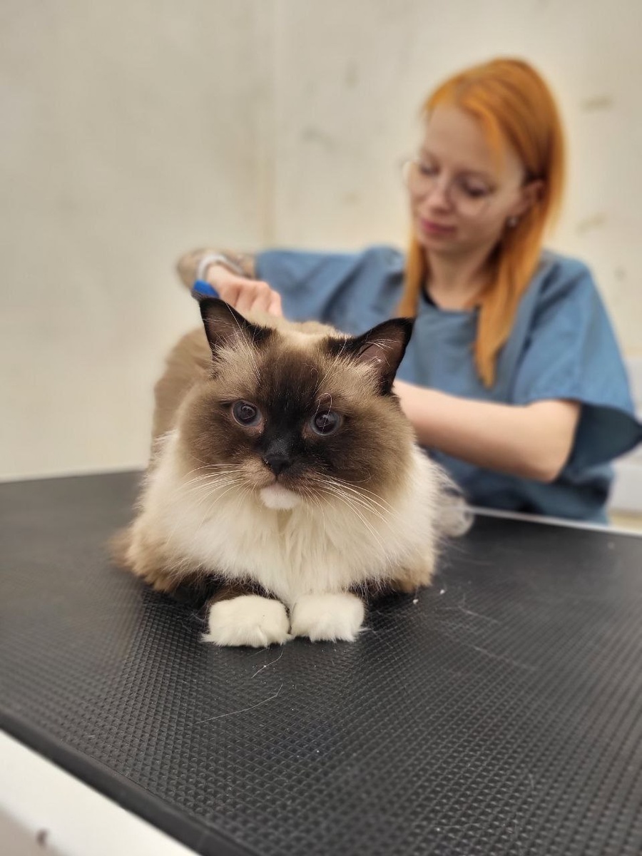 Груминг котиков