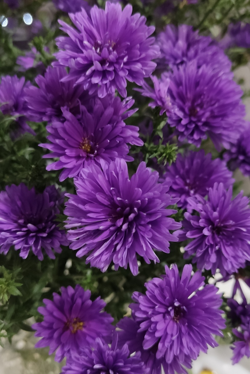 Осенние цветы