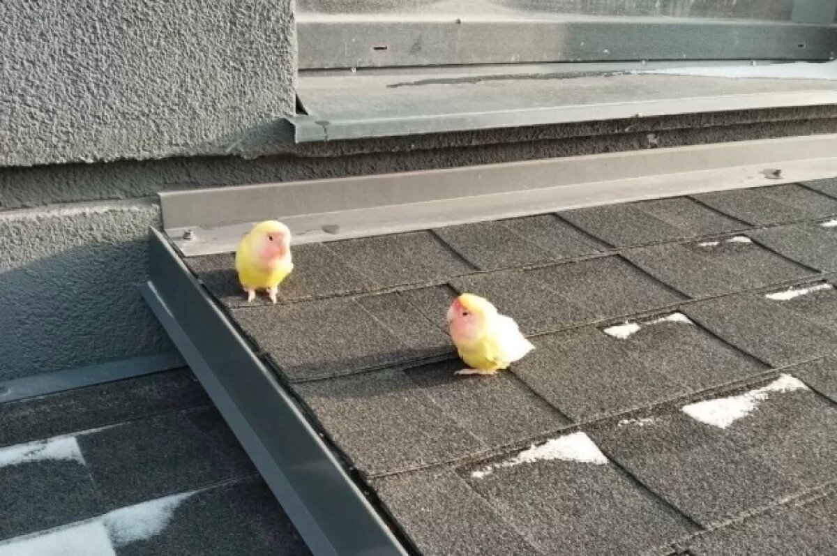    Волгоградка выбросила на лютый мороз попугаев, испортивших люстру