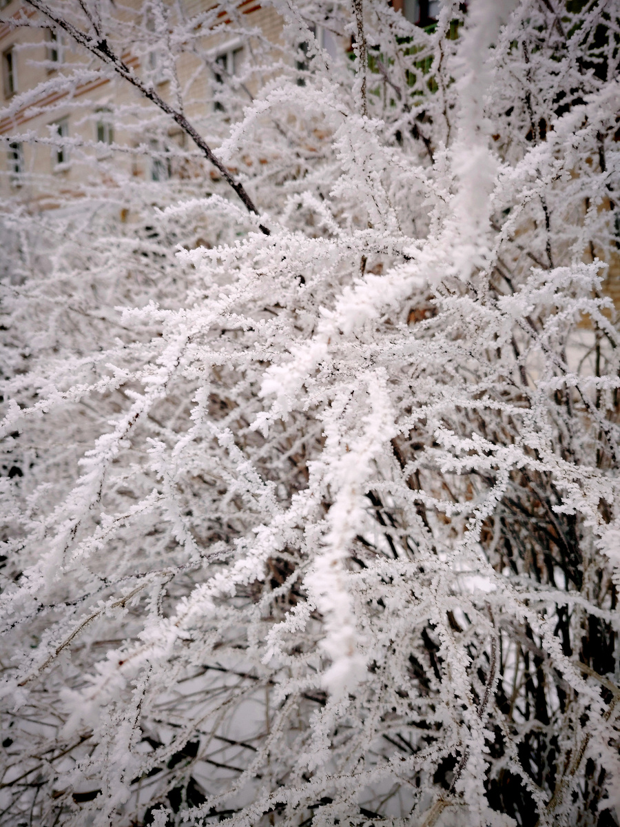 Вот такая красота. Все кусты и деревья покрыты инеем. 