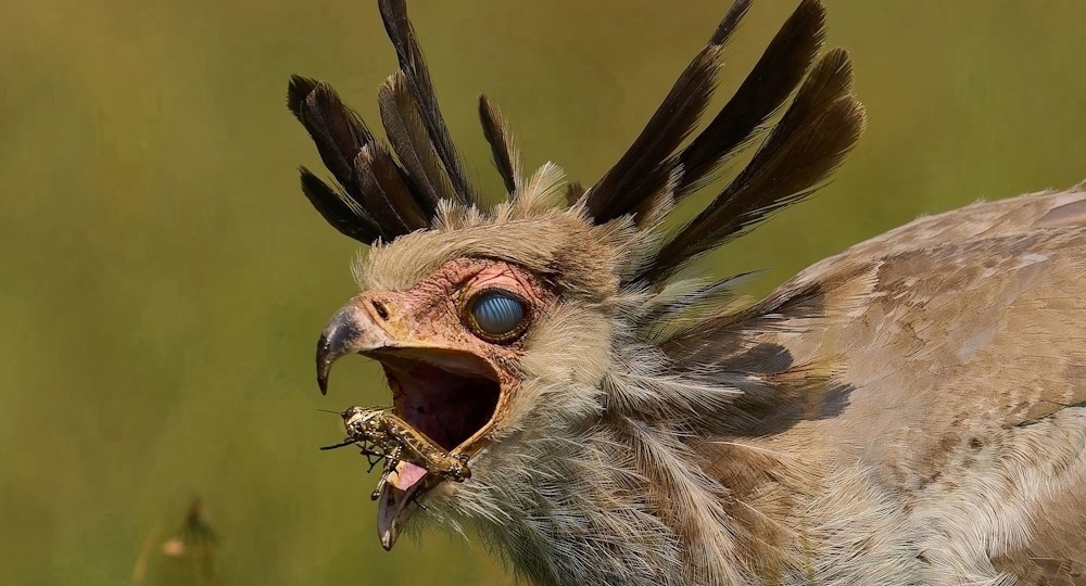 Птица-секретарь: Гладиатор Африки. Идёт на бой с ядовитыми змеями, зная, что он может стать последним