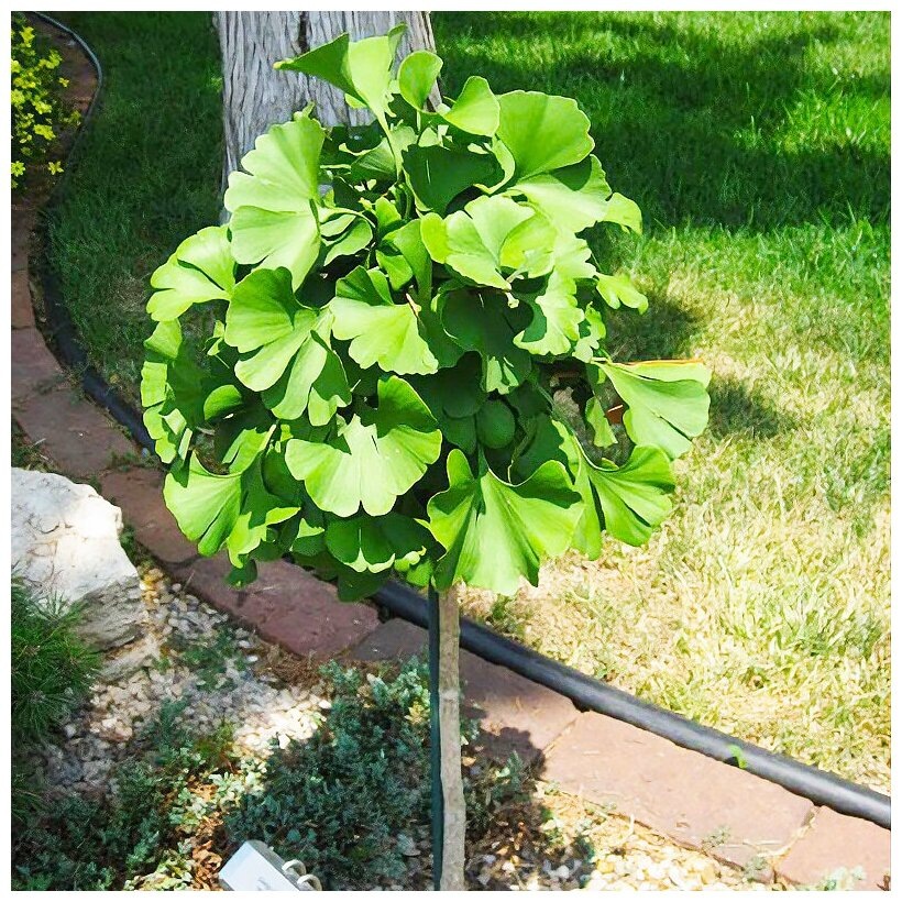 Фото взято из открытого источника в интернете