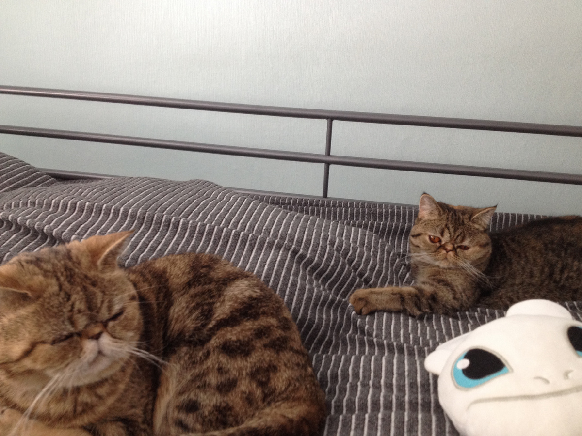 Шуша и Девочка