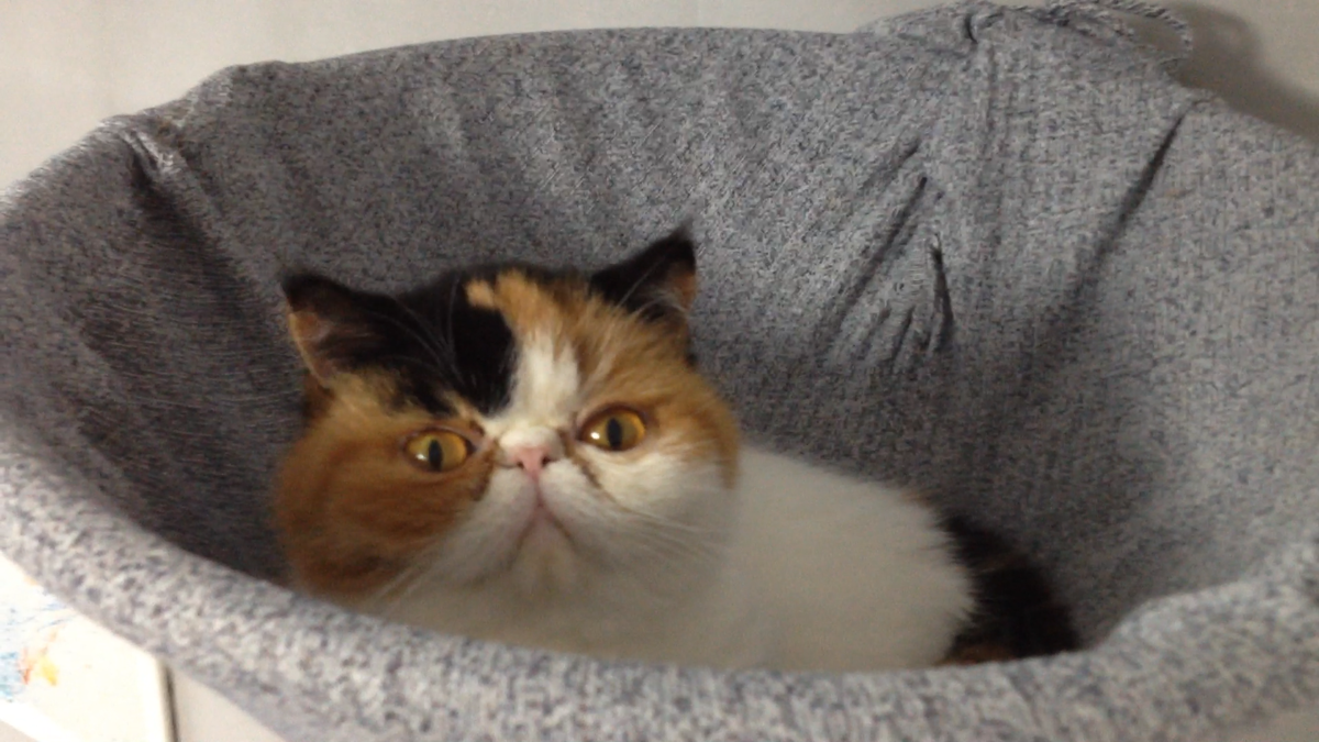 Соня в своём чулке наверху