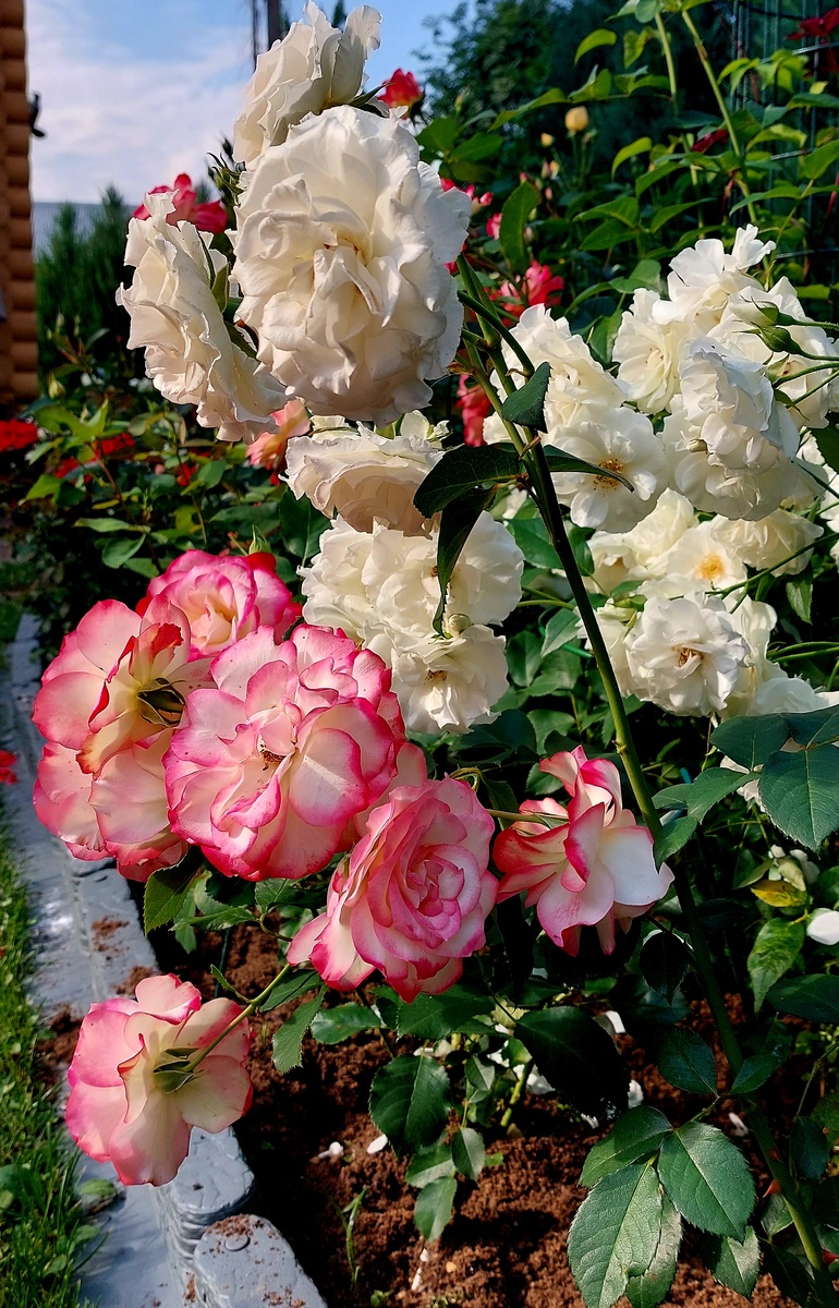 Юбилей принца Монако, Карт Бланш и Пустиния. Флорибунды