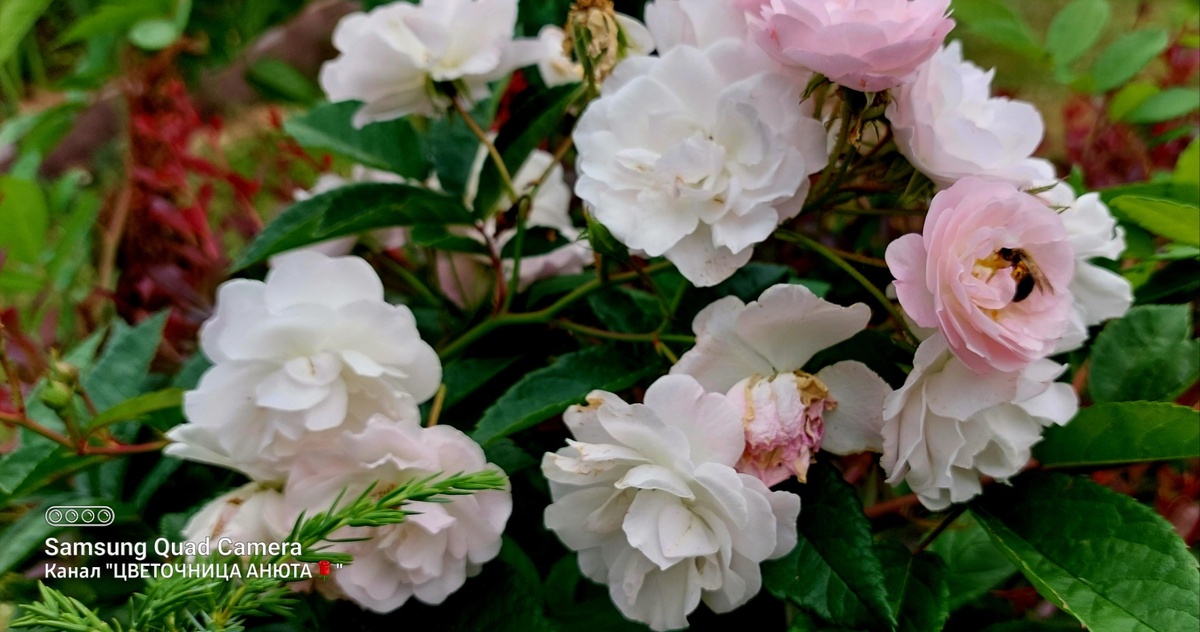 Незнакомка.