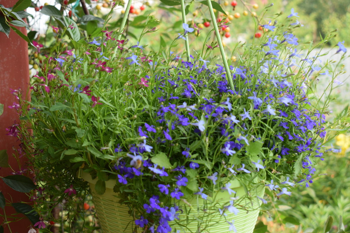 так цветет моя лобелия летом(фото автора)