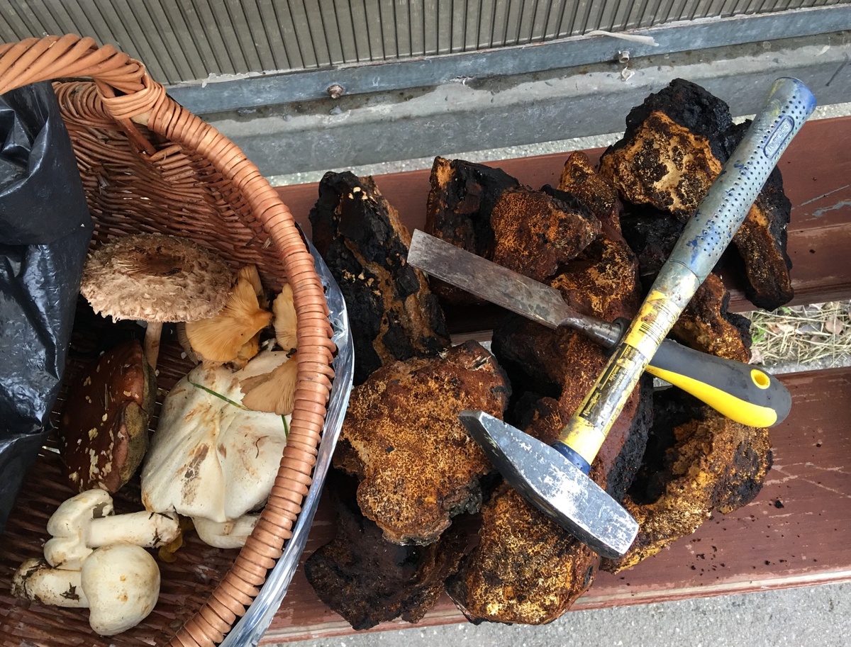 Набор грибника, молоток и стамеска или топор….Для сбора Чаги….Это не гриб(плодовое тело), а склероций….То есть сгусток гиф мицелия….Растёт ни один и ни два года на одном месте….Для сбора подходит от четырёх лет….Никакой гриб так не может