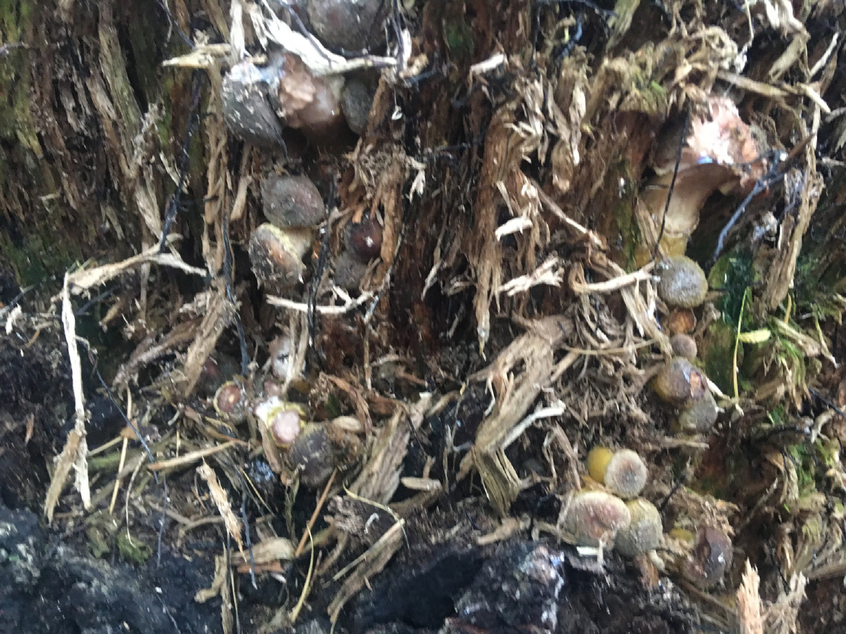 Осенние опята сорта галлика(поздние) и видны чёрные жгуты-ризоформы