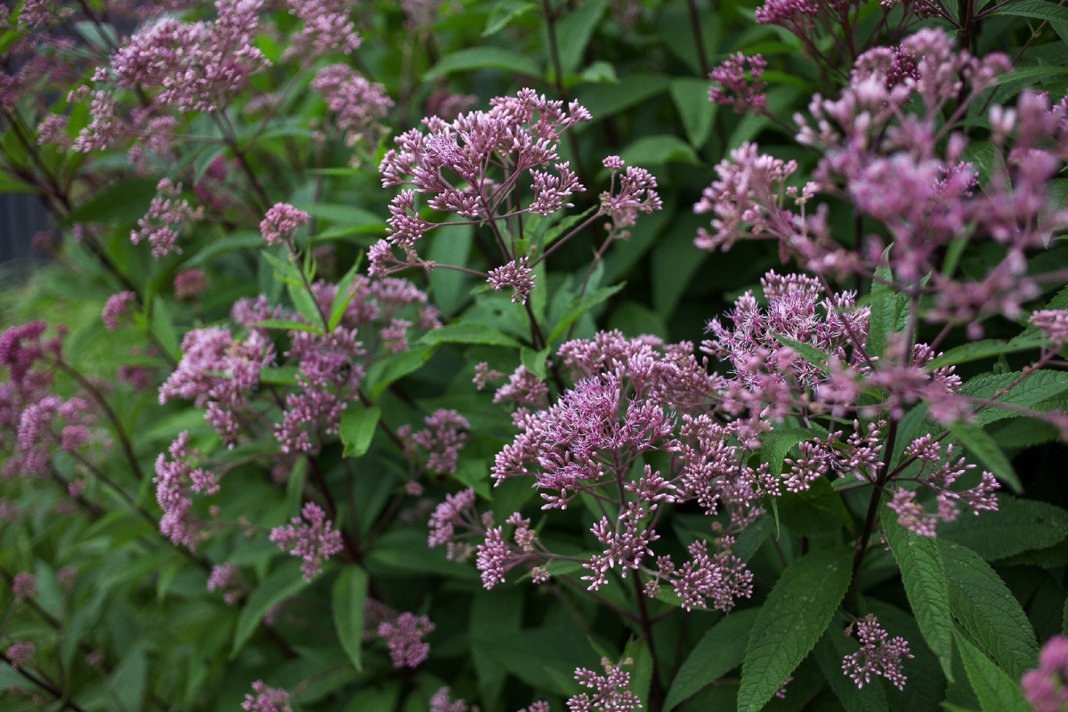 Посконник пятнистый.