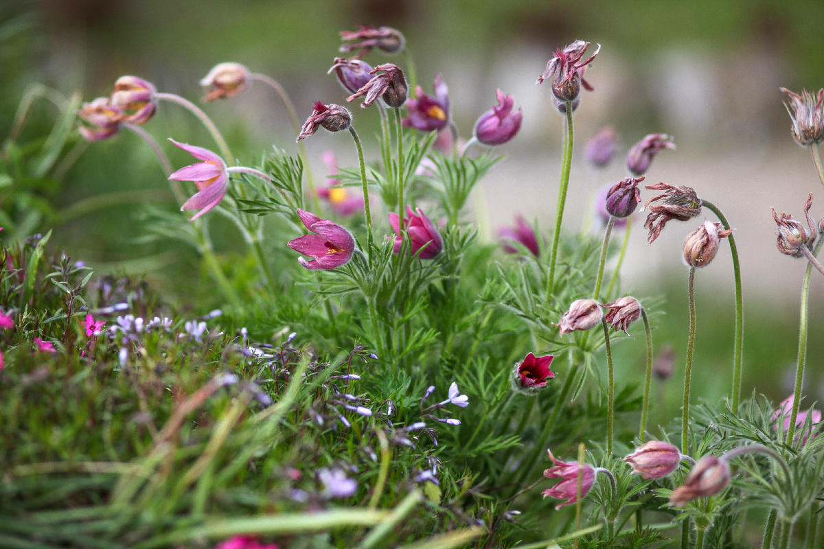 Прострел обыкновенный в Аптекарском огороде.