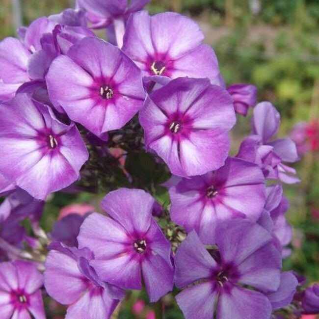 2. Флокс Вий