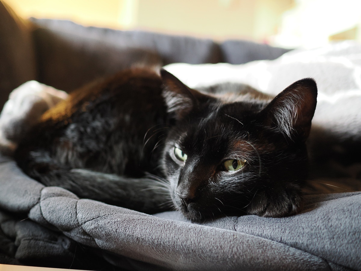    17 mm, 1/60 sec, f/1.8, ISO 2500. Источник: dpreview.com