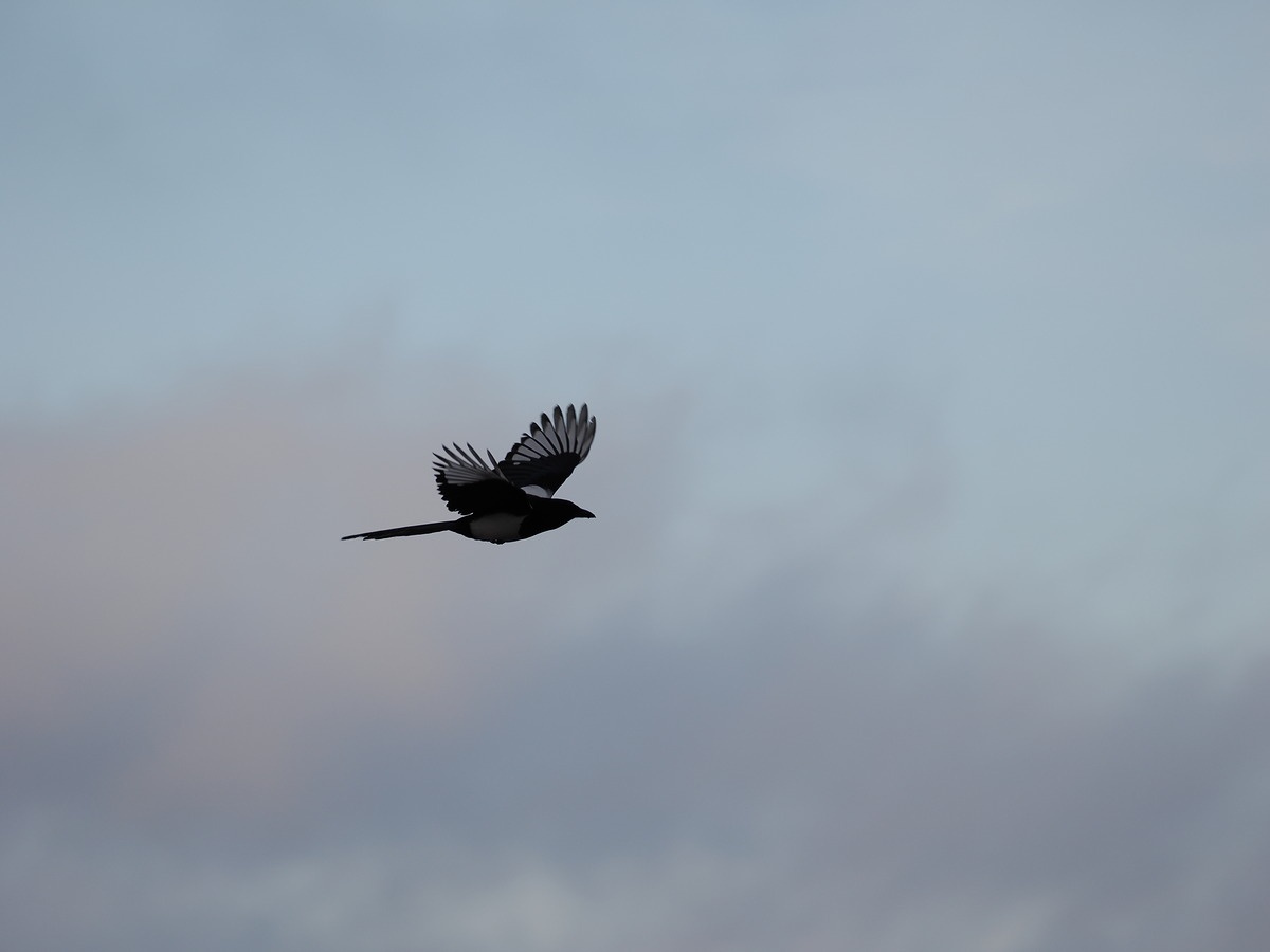    244 mm, 1/640 sec, f/6.1, ISO 200. Источник: dpreview.com