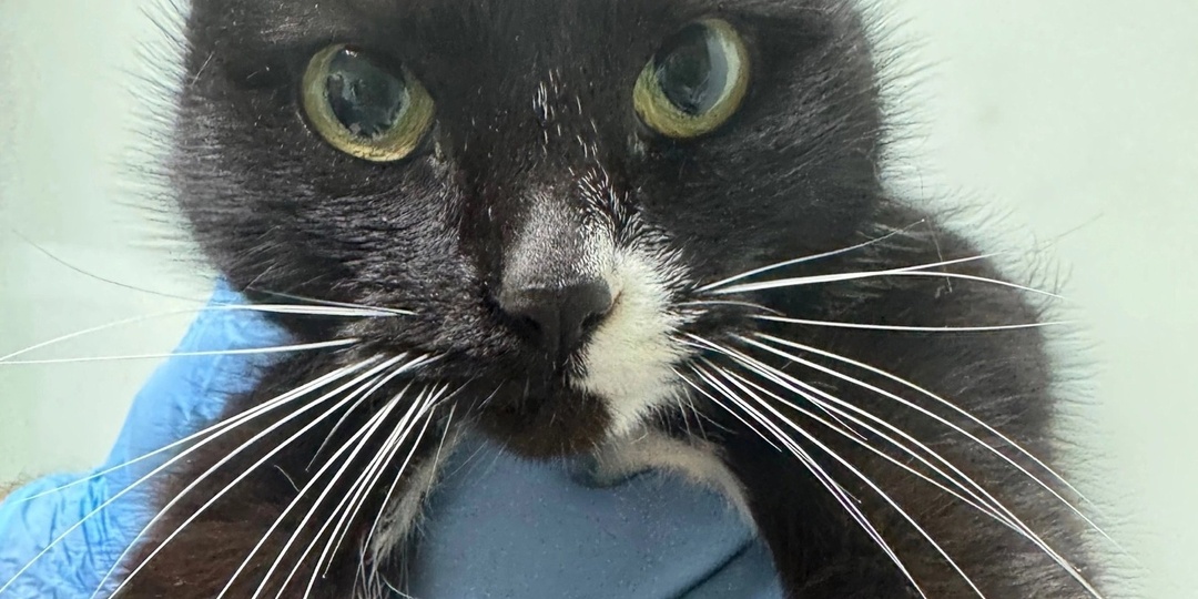 Кошечку без пальчиков нашли на улице...