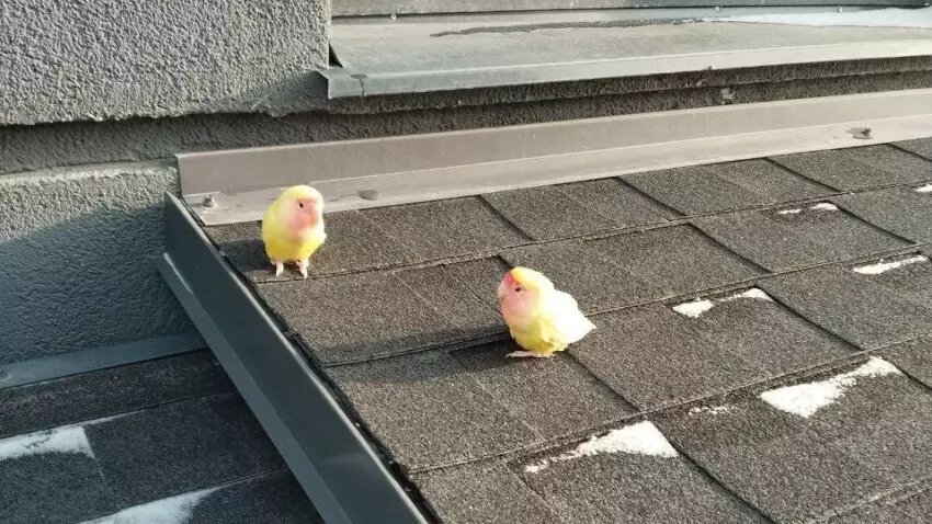     Источник: чат ЖК «Новый»