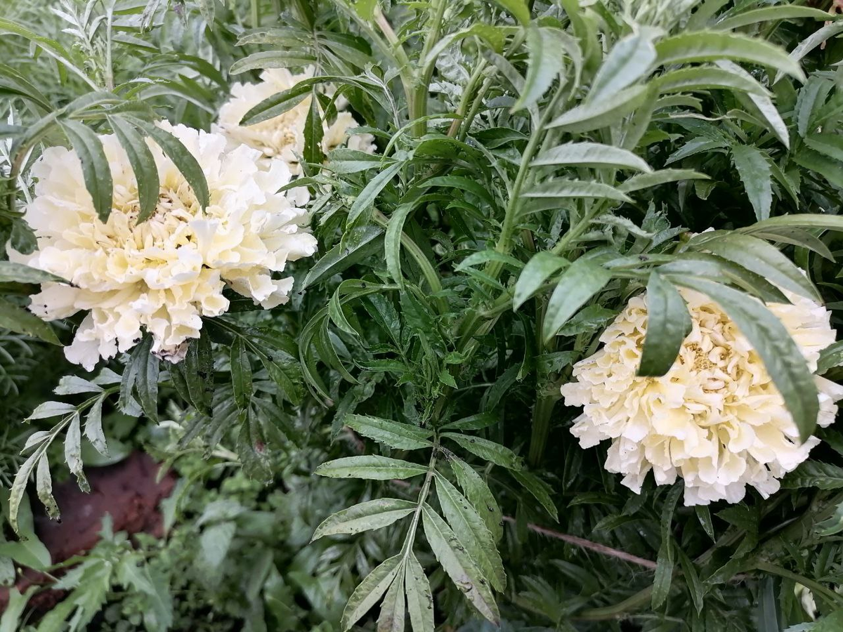 Сейчас и бархатцы есть модные, это сорт Ванилла, фото автора