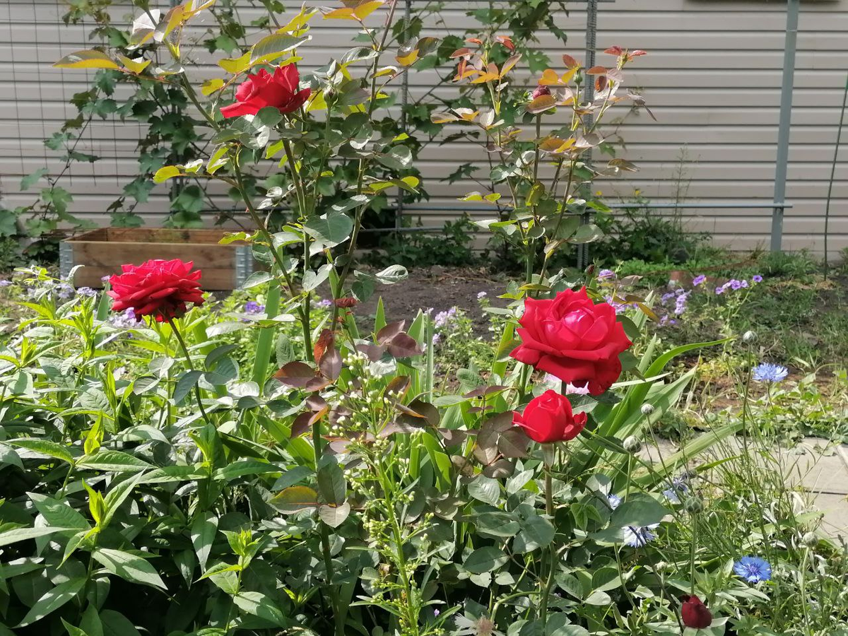 Старинная чайно-гибридная роза без названия, фото автора