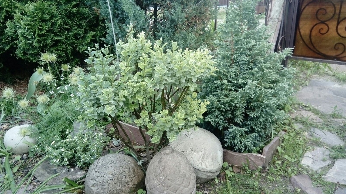 уголок в сизомм цвете