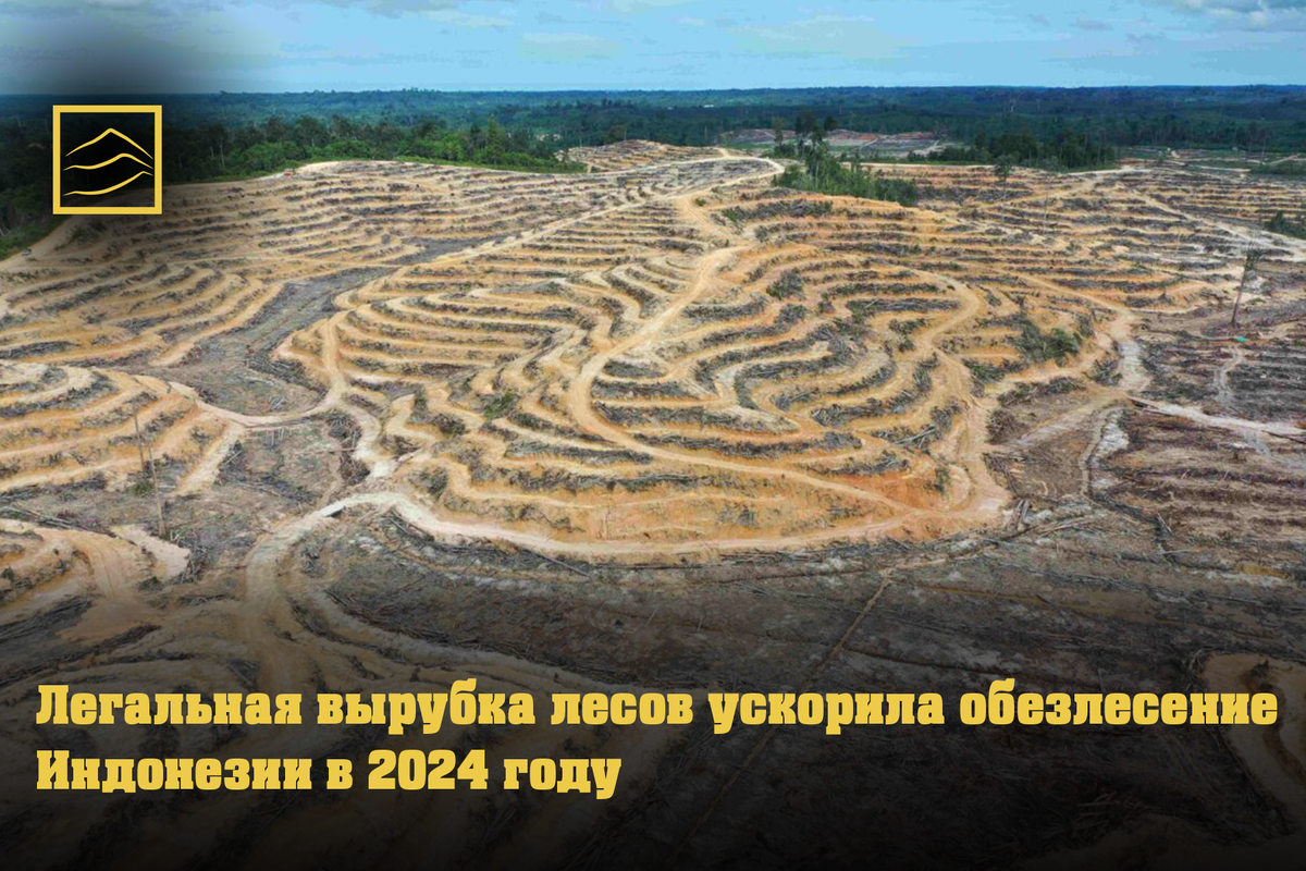 Вырубка лесов на угольном месторождении PT Kayan Kaltara Coal в Северном Калимантане, Индонезия. Снимок сделан в декабре 2024 года компанией Auriga Nusantara.