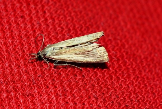    Shutterstock/FOTODOM