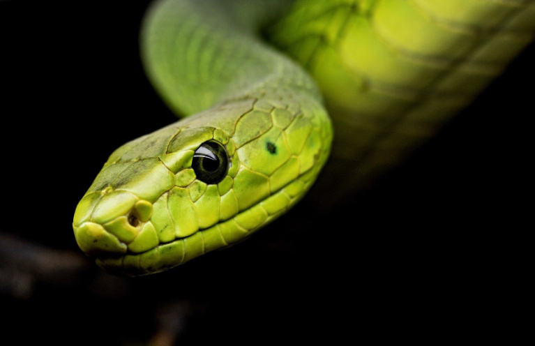 У змей два вида зрения: дневное, которое реагирует на движение, и ночное, ориентированное на тепло. Змеи способны воспринимать и другие оттенки, например, песочный, коричневый, серый, черный, красный и золотой. Но не видят цвета такой как синий и фиолетовый. Зрение змей в широких пределах, от способности только отличить свет от тьмы до довольно острого. У некоторых змей есть такая способность как специальный термочувствительный орган, позволяющий змеям даже слепым видеть в темноте добычу и хищников. 