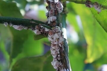 вредители и болезни