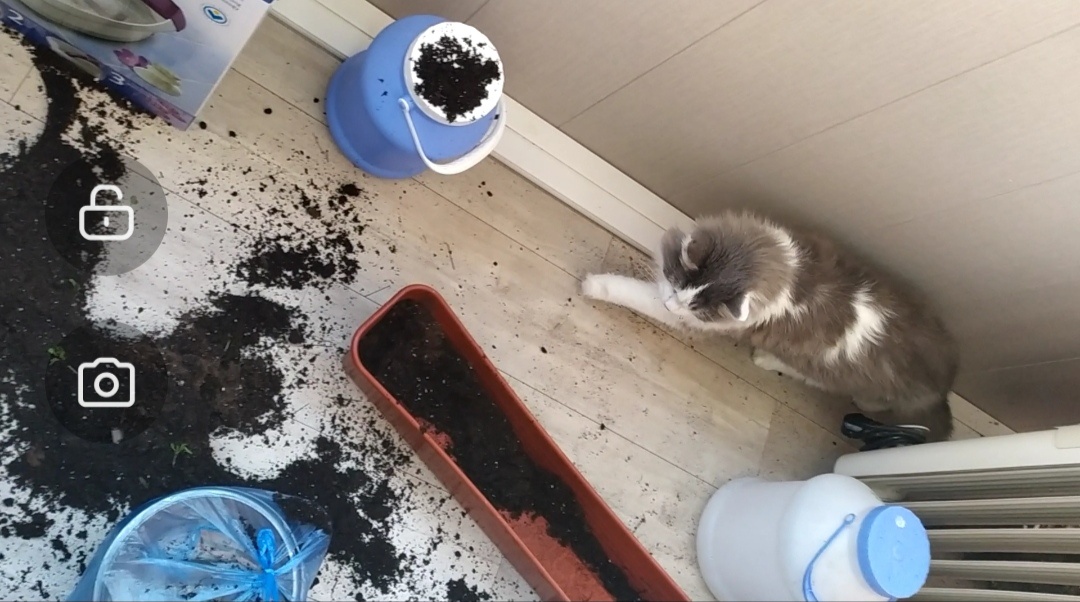 Там была капуста...