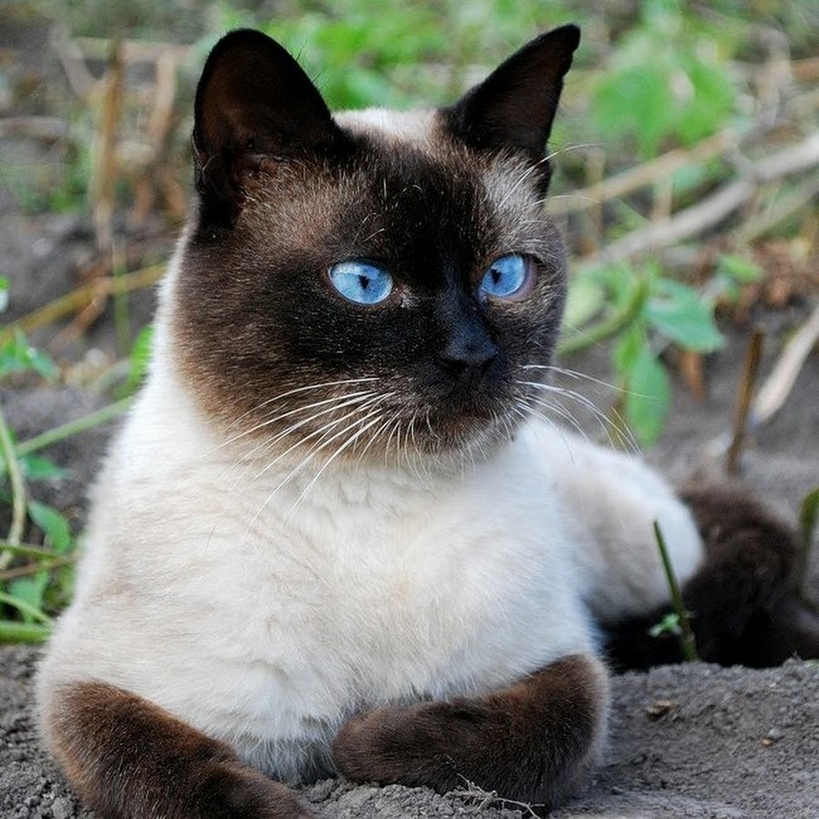 Фото из интернета