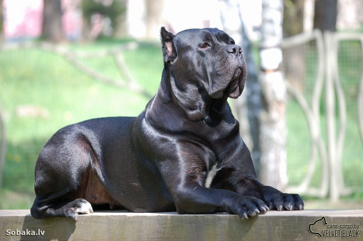 Источник https://www.pinterest.com/pin/446137906819999913/