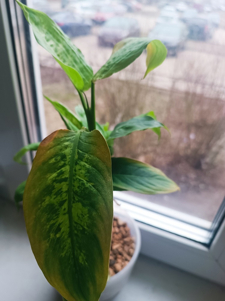 Мама Юля говорит, что я очень красивый.