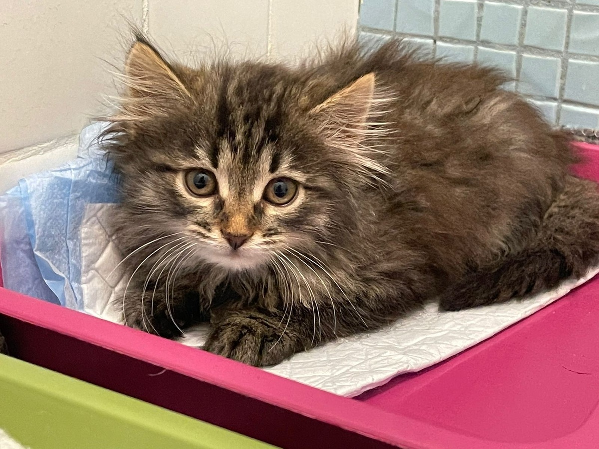 Вот она, Нуазеттка-Пупусечка