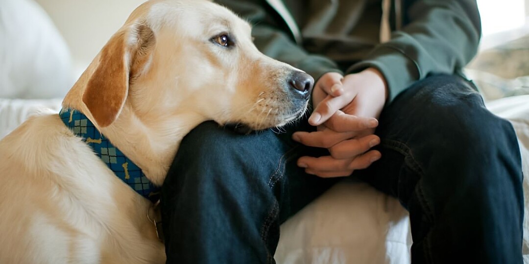Почему собака кладёт голову вам на колени: наука и эмоции в одном жесте