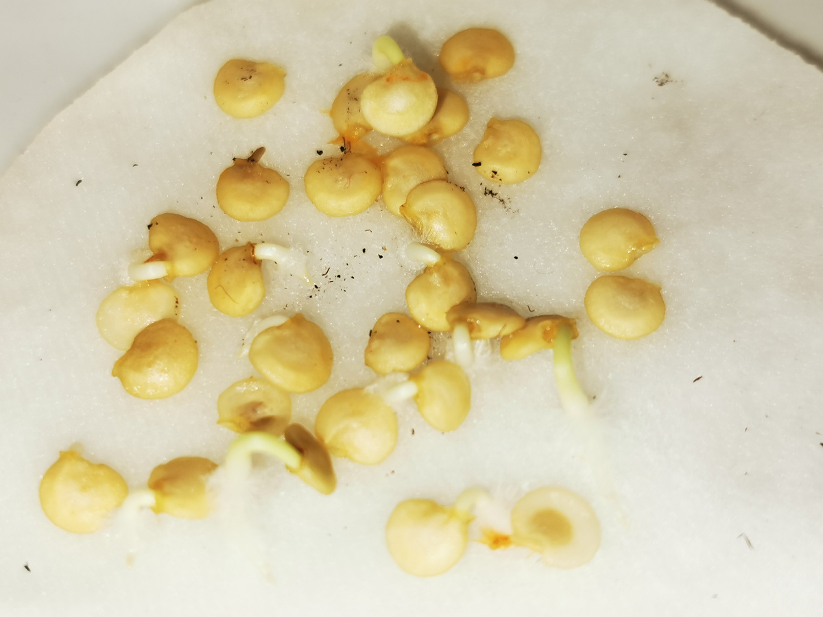 Эти семена взошли на третий день!