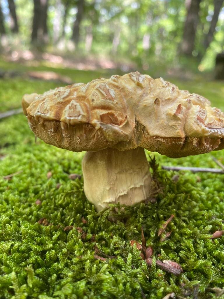 Доисторический белый гриб(эдулис) учит водоросли, а потом мхи, растения, деревья жить на земле